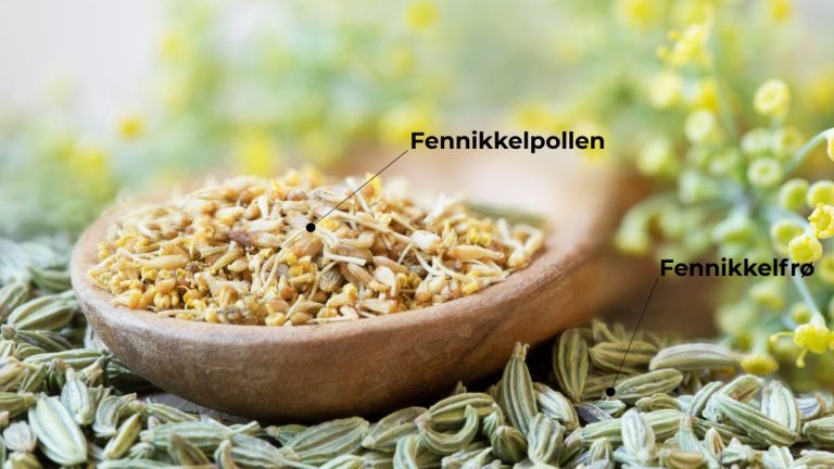 Nærbilde av fennikkelpollen og fennikkelfrø i en treskje, med markering av forskjellen mellom pollen og frø.