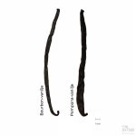 To vaniljestenger på hvit bakgrunn, en Bourbon-vanilje og en Pompona-vanilje, vist side om side med 1 cm målestokk.